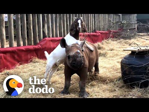 Lonely Baby Rhino Starts Wrestling With A Goat #Video