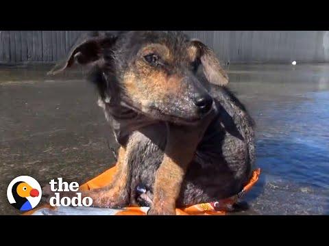 Tiniest Abandoned Puppy Makes Unreal Transformation #Video