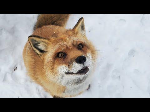 Whad'ya know, it's Finnegan fox in the snow! #Video
