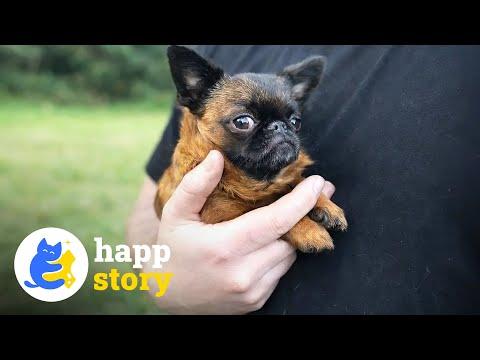 This Tiny Dog Never Grow Taller - But She Thrives Against All Odds #Video
