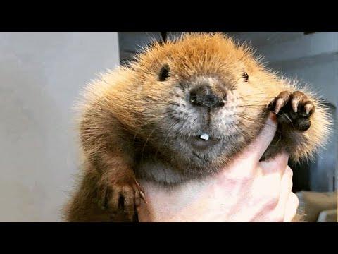 Baby beavers lost their home. This woman adopted her. #Video