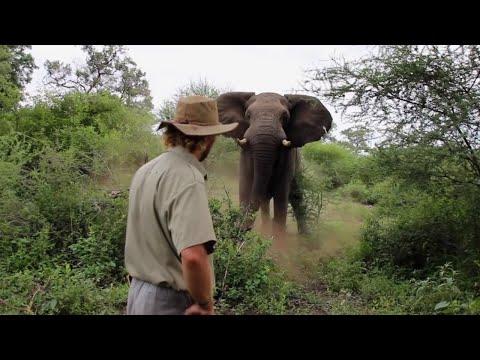 Man Scares Away Charging Elephant. Your Daily Dose Of Internet. #Video