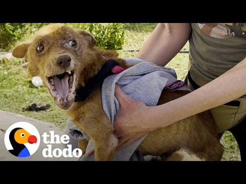 Rescued Three-legged Dog Completely Changes Colors Once He Feels Safe #Video