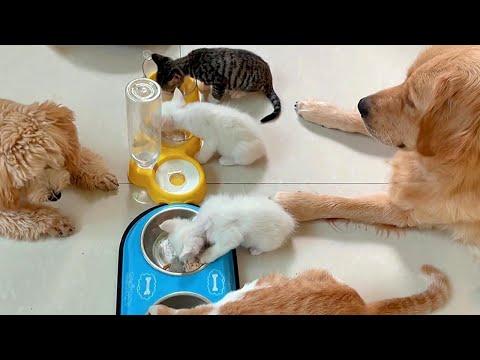 Happy Life of Gentle Golden Dogs and Rescued Baby Cats #Video