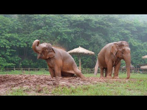 VaNa's Journey to Friendship and Healing at Elephant Nature Park - ElephantNews