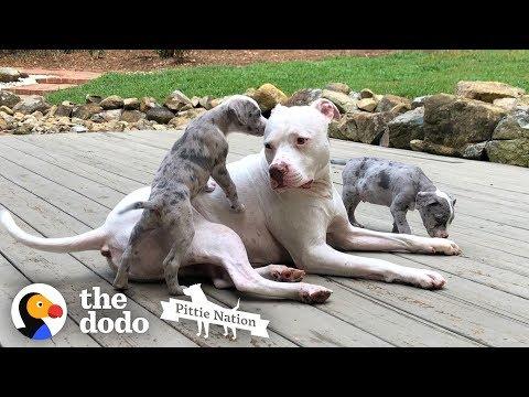 Pittie Teaches Foster Puppies How To Dog  | The Dodo Pittie Nation