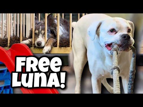 Breaking Luna Out of Her Pen! (Atleast that’s the plan) #Video