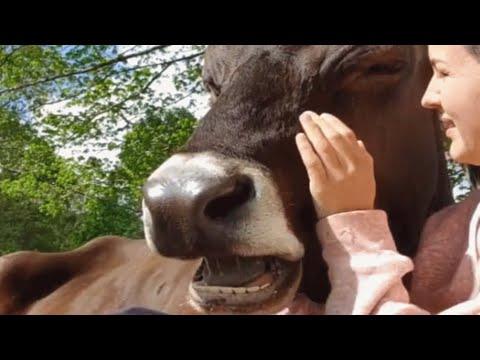 Woman buys house for a rescue cow #Video