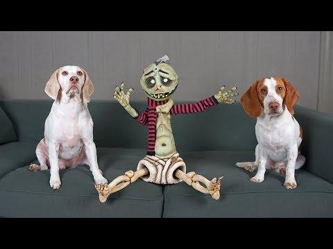 Zombie Boy & Cute Dogs Play: Funny Dogs Maymo & Potpie