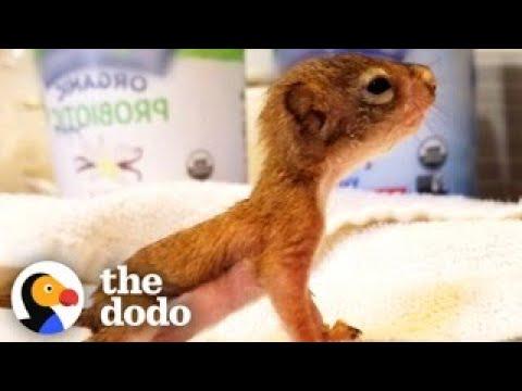 World's Tiniest Baby Squirrel Gets Big Enough To Play With His Miniature Toys #Video