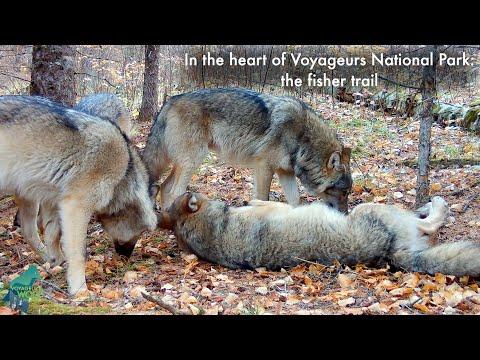 In the heart of Voyageurs National Park: the fisher trail #Video