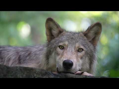 Contemplative Moments with Gray Wolf Inspire Change #Video