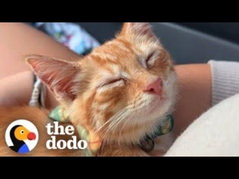 Guy Rescues Kitten From Dumpster