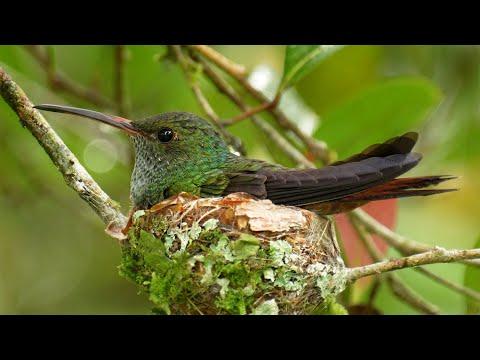 Hummingbird Builds Nest Size of Average Egg Cup #Video
