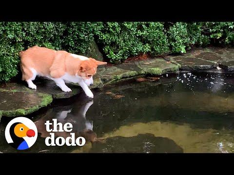 Corgi Is So Obsessed With Koi Pond That He Falls In #Video
