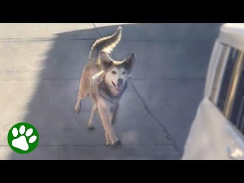 Dog runs after car asking for help #Video