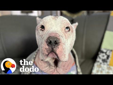 Bald, Pink Pittie Has To Wear Pjs #Video