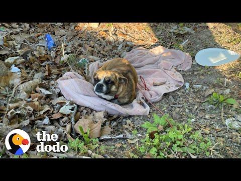 Sweetest Dog Found Shaking In A Ditch #Video