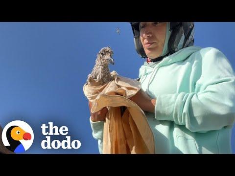 Seagull Who Almost Drowned Gets The Courage To Fly Again #Video