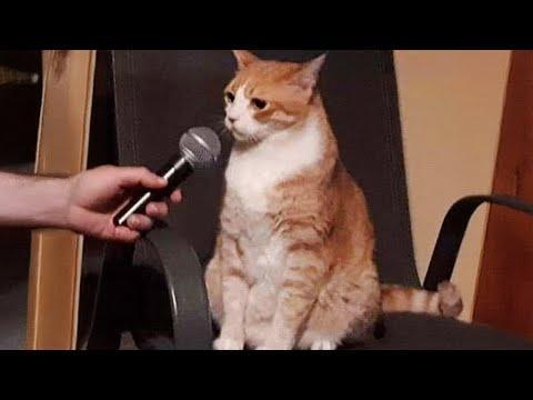 When These Cats Can Speak English Better Than Hooman #Video