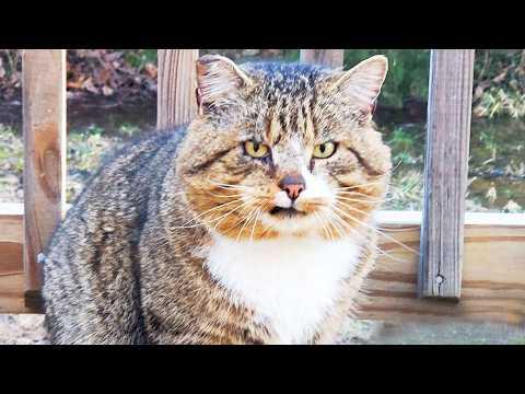 Feral Cat Who Fled from Every Glance Now Can’t Stop Cuddling #Video