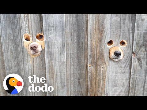 Dad Cuts Peepholes Into Fence So Dogs Can Say Hi To Mom #Video