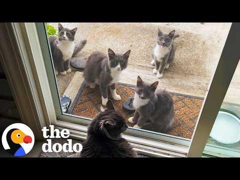 Man Rescues One Stray Cat and Ends Up With 20 More #Video