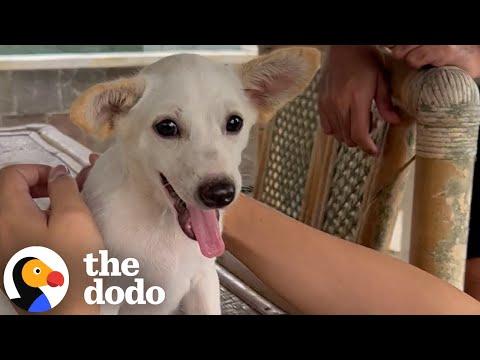 Woman Uses Her Nightgown To Rescue Terrified Puppy #Video