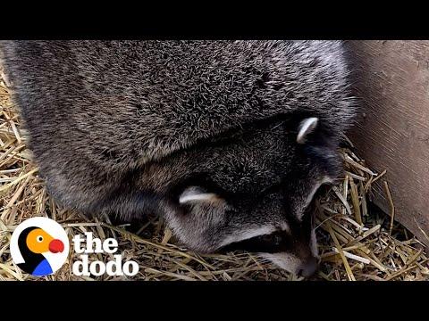 Obese Raccoons Go On A Diet  #Video