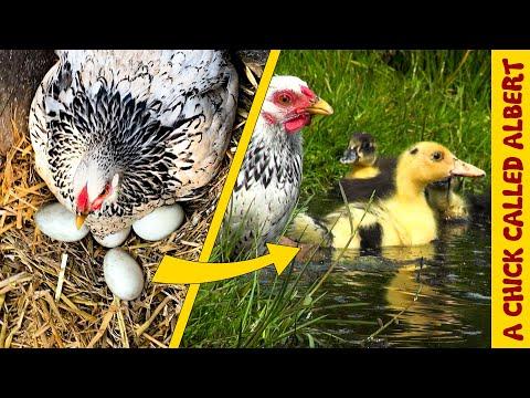 Chicken Saving Duck Eggs. A Chick Called Albert #Video