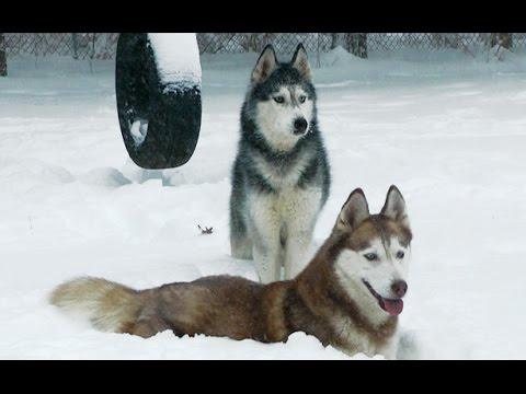 Siberian Huskies Play In NJ Blizzard 2016 - Mishka & Laika