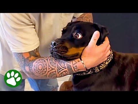 Dogs' Priceless Reactions At The Chiropractor #Video