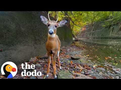Carpenter Builds Stairs For A Stranded Baby Deer #Video