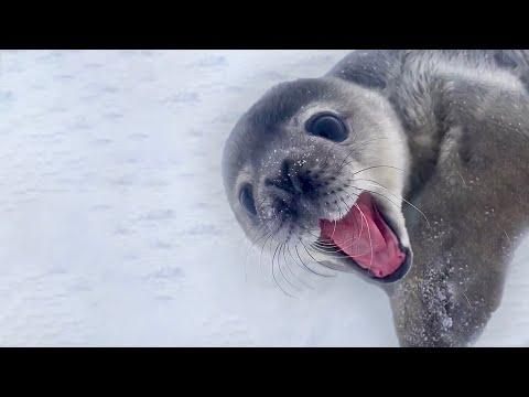 This Seal Sounds Like a Man. Your Daily Dose Of Internet. #Video