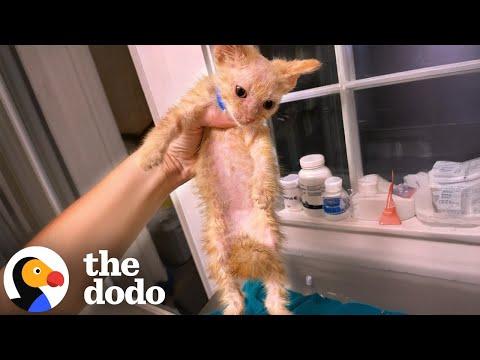 Tiny Sick Kitten Won't Leave Woman Until She Adopts Him #Video