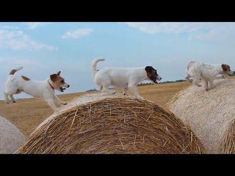 The Best of Jack Russell Terriers #Video