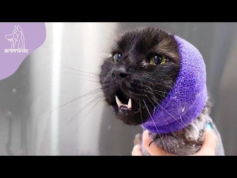 The Very Sad Story Of A Cat Taking A Bath - Girl with Dogs #Video
