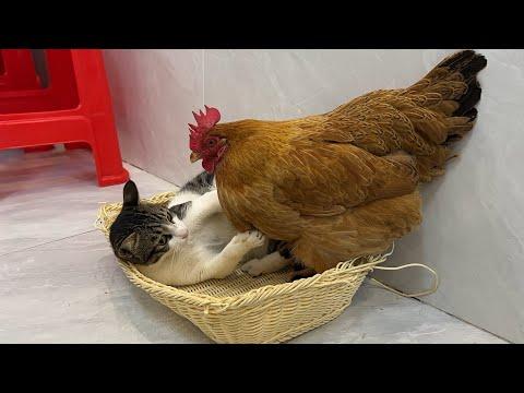 The hen insisted on sleeping with the kitten #Video