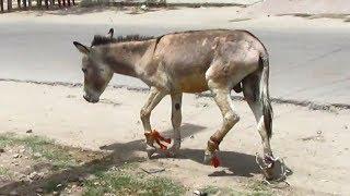 Rescue of donkey victim of cruel owner