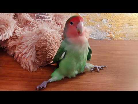 Forget Dogs, These Birds Are The Best Comedians #Video