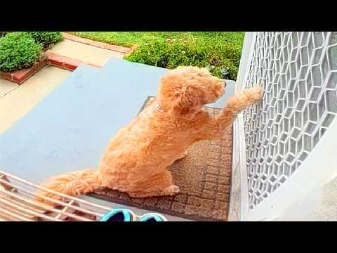 This Goldendoodle Visits Neighbor Every Day Just to See Her Best Friend #Video