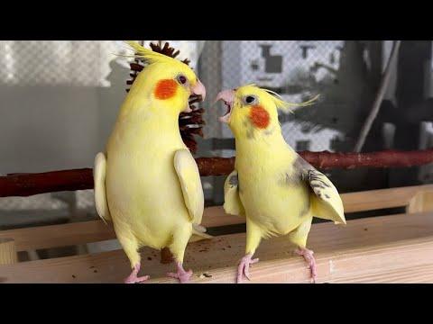 The FUNNIEST Parrots On The Internet #Video