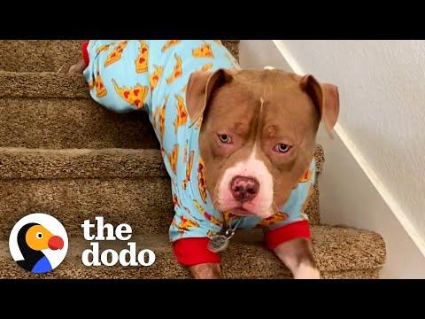Pitties Know The Secrets To Life #Video