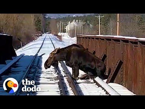 People Rescue 700-Pound Moose From Railroad Tracks #Video