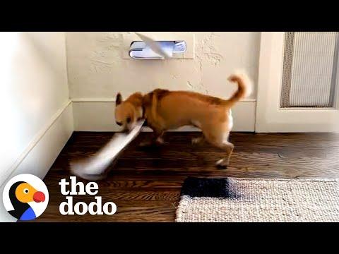 Chihuahua Is At War With The Mail #Video