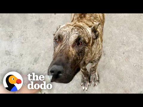 Man Saves Mama Pittie Who's Too Sick To Even Feed Her Babies #Video