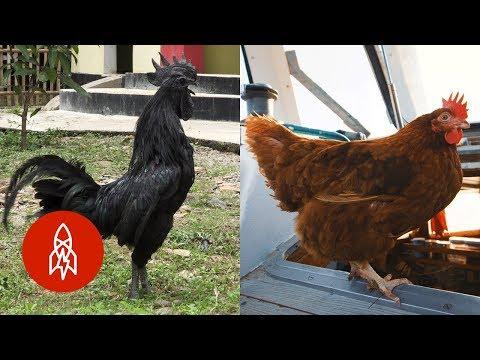 5 Stories All About Chickens