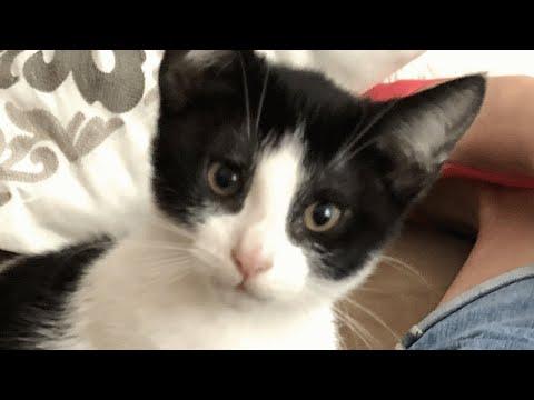 This kitten was dumped in trash...in a sealed box #Video