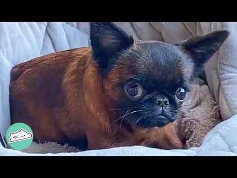 Tiny Dwarf Dog Proves That Sass Suits All Sizes #Video