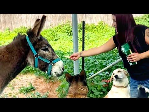 Rescue Donkey Couldn't Walk Until... #Video